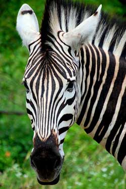 Kruger National Park, South Africa - Zebra