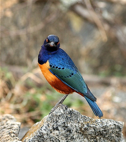 Serengeti National Park, Tanzania - Beautiful bird