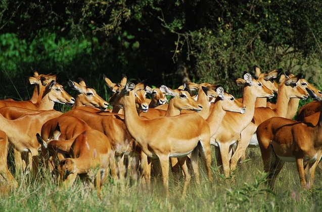 Serengeti National Park, Tanzania - Herd of animals