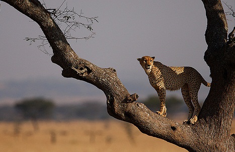 Serengeti National Park, Tanzania - Leopard on tree