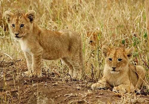 Serengeti National Park, Tanzania - Little lions