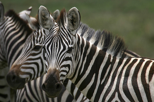 Serengeti National Park, Tanzania - Zebras