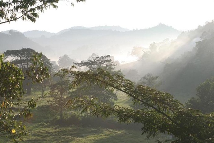  Bwindi Impenetrable National Park, Uganda - Diverse and beautiful nature 