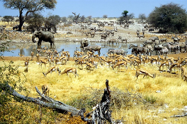 Etosha Natonal Park, Namibia - Fauna