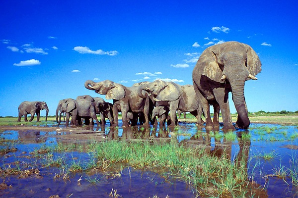 Etosha Natonal Park, Namibia - Herd of elephants