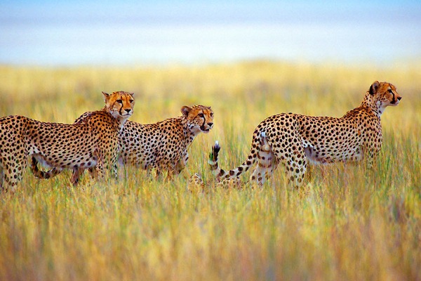 Etosha Natonal Park, Namibia - Leopards