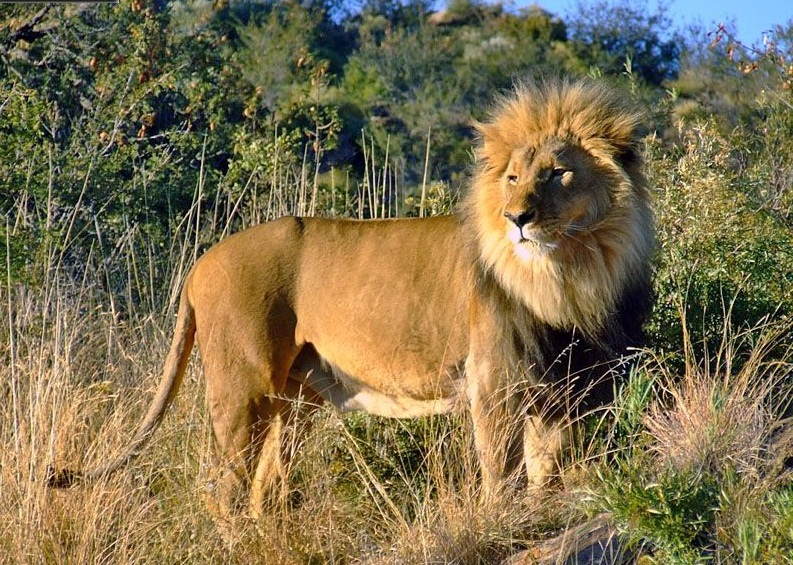 Etosha Natonal Park, Namibia - Lion