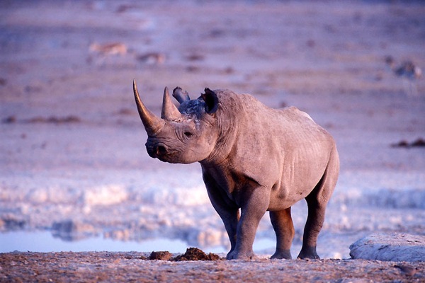 Etosha Natonal Park, Namibia - Rhinocero