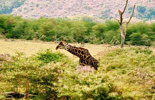 Ngorongoro  Conservation Area, Tanzania - Giraffe