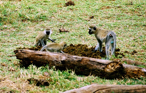 Ngorongoro  Conservation Area, Tanzania - Great monkeys