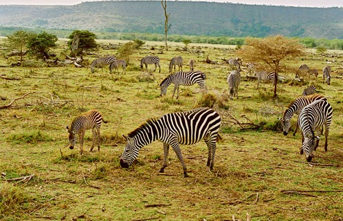 Ngorongoro  Conservation Area, Tanzania - Palm tree