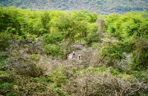Ngorongoro  Conservation Area, Tanzania - Zebras and vegetation