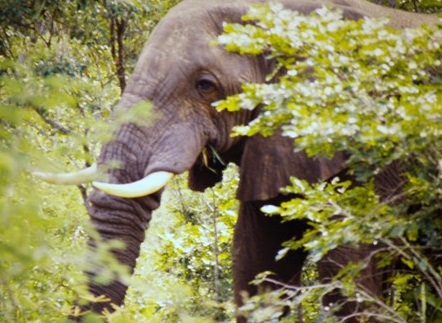   Hwange National Park, Zimbabwe - Huge elephant