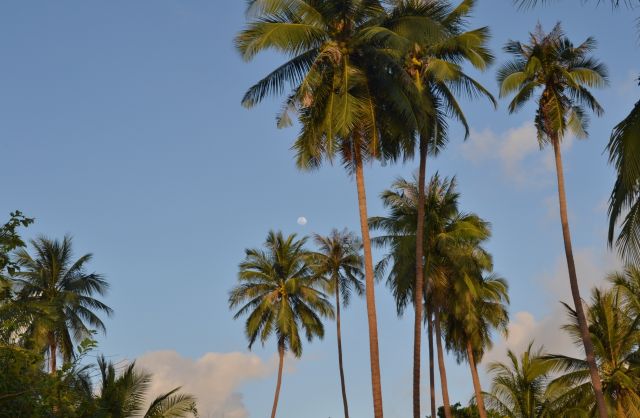 Samui – Fabulous Island - Swaying coconut palms 