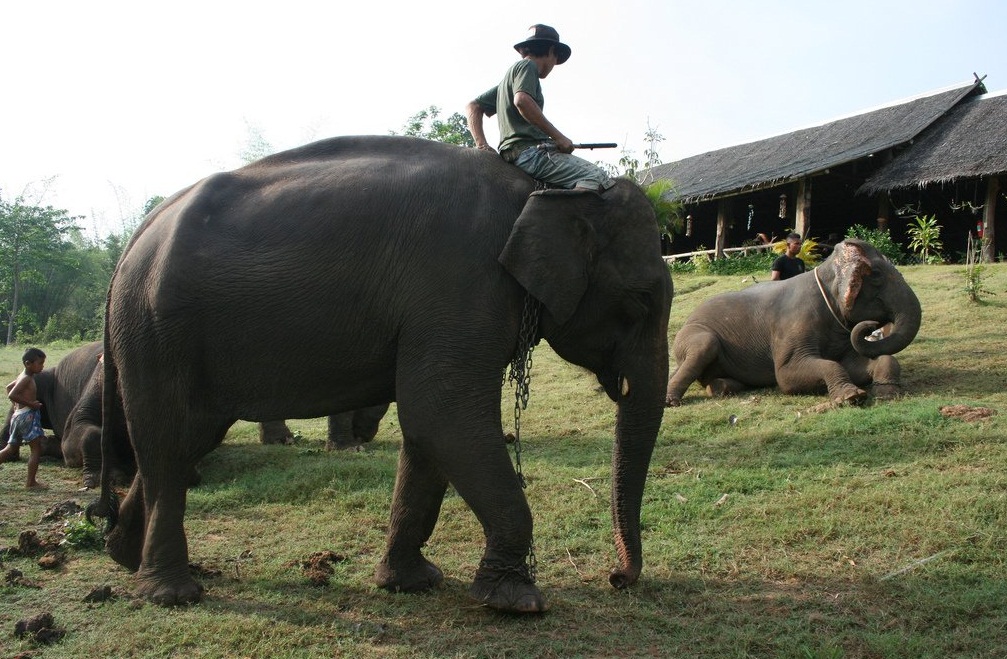 Elephant trekking - Majestic Thai elephants