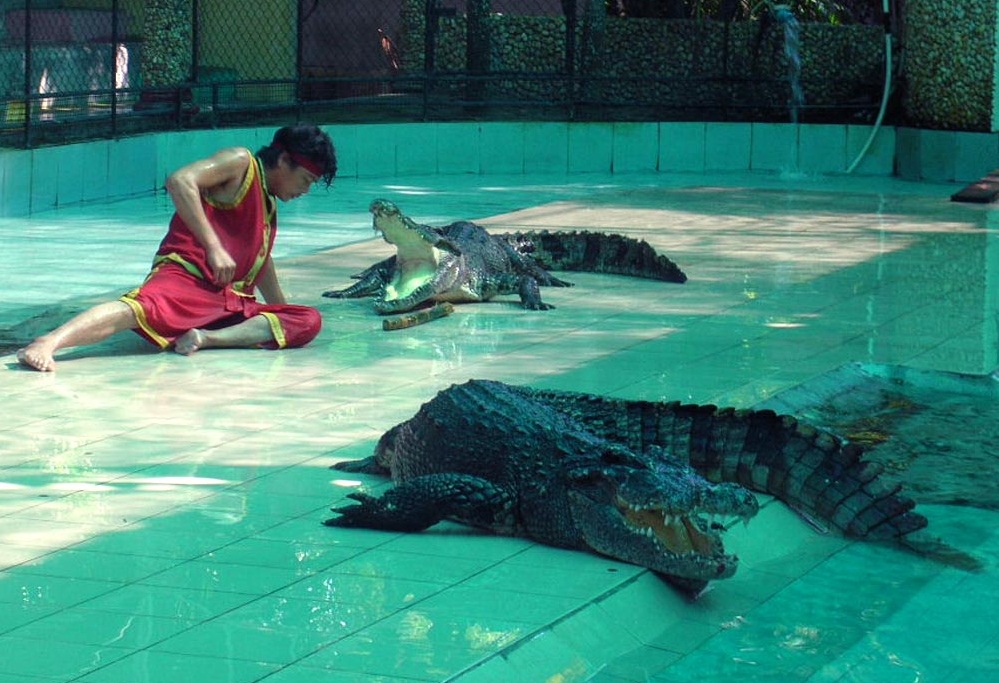 Phuket Zoo  - Crocodile Show
