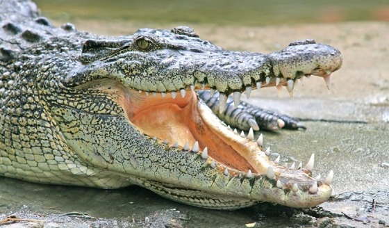 Chana Charoen Crocodile Farm - Crocodile