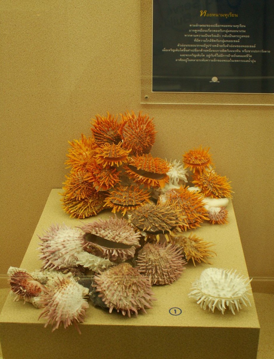  The Seashell Museum - Beautiful shells