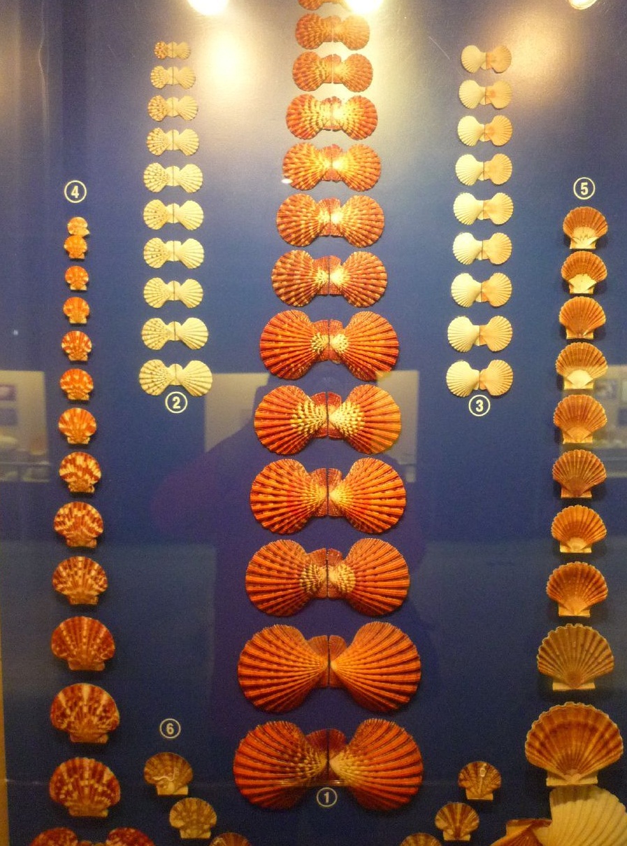  The Seashell Museum - Shell collection