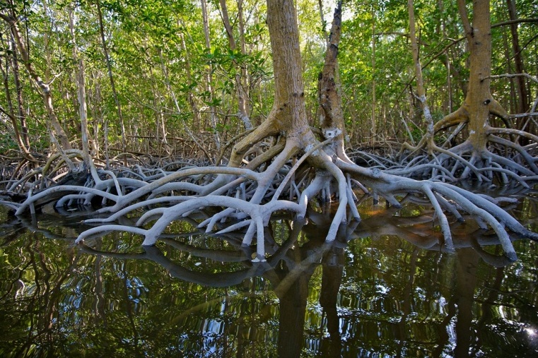 Everglades National Park  - Deciduous tree