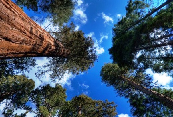 Sequoia National Park -  Fascinating scenery