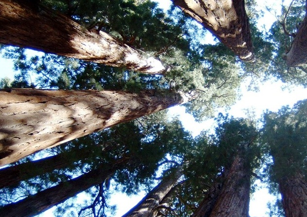 Sequoia National Park - Huge trees