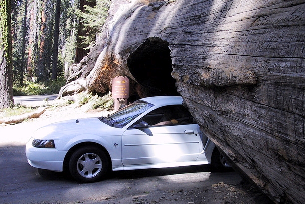 Sequoia National Park - Tunnel cut through a giant sequoia