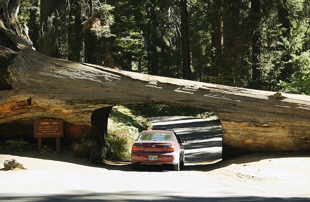 Sequoia National Park - Tunnel