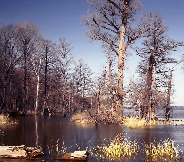 Reelfoot Lake - Picturesque view