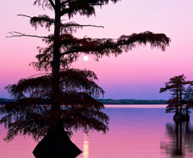 Reelfoot Lake - Wonderful place