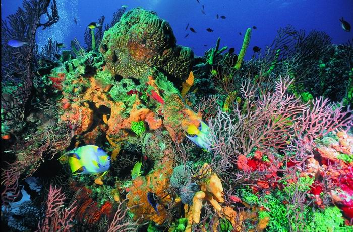 Cozumel - Great diving destination