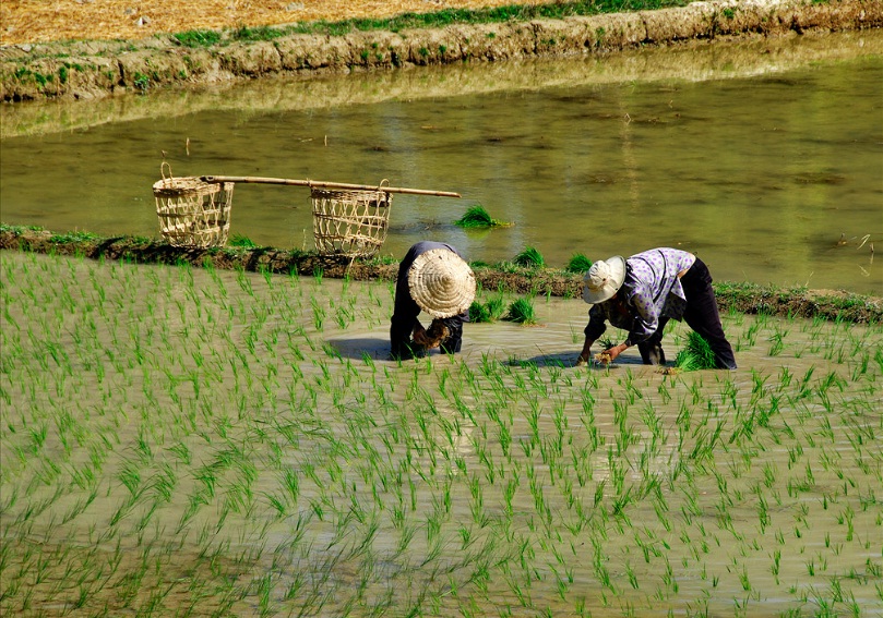 Laos - Vang Vieng rice plantations