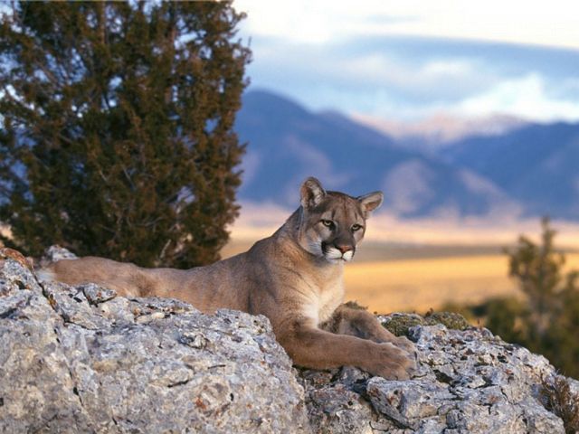 The Rockies - Mountain Lion
