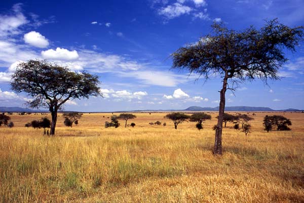 Serengeti, Tanzania - Serengeti view