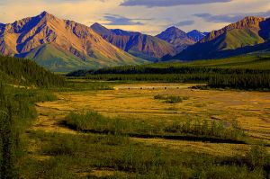 Denali National Park, Alaska