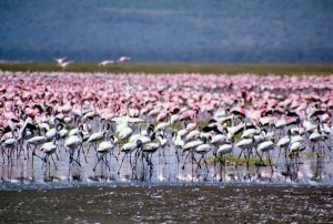 Lake Nakuru in Kenya