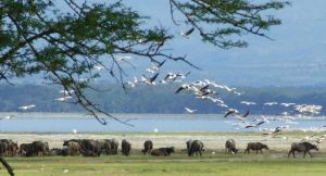 Lake Nakuru in Kenya