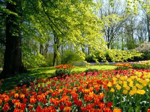 Holland's Keukenhof Gardens