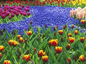 Holland's Keukenhof Gardens