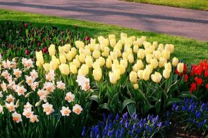 Holland's Keukenhof Gardens