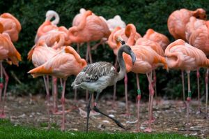 Copenhagen Zoological Garden in Denmark