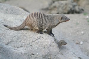 Copenhagen Zoological Garden in Denmark