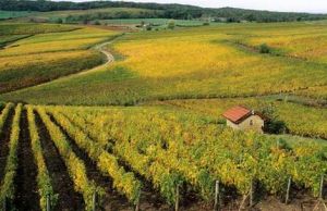 Vineyard areas in France