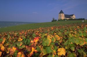 Vineyard areas in France