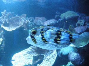 The Aquarium of the Western Australia (AQWA)