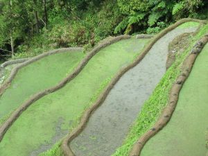 Banaue Rice Terraces in Philippines