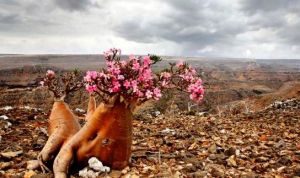 Socotra Islands archipelago