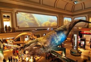 The National Museum of Natural History