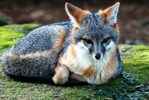 Gray fox-active animal