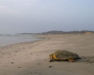 The Arabian Sea